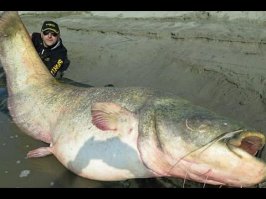 Это Человеко-Сом !