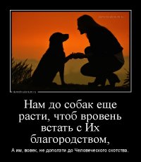 Осиротевший пес каждый день приходит на могилу хозяина