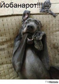 Хаски очень пугается зажима для волос