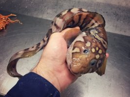 морской котэ