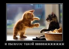 Хаски очень пугается зажима для волос