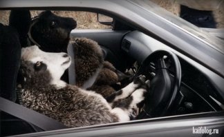 Когда два джигита заказали девок в сауну)))