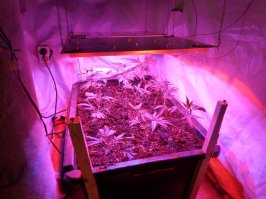 Третья стадия: ты знаешь, что там рассада 18+