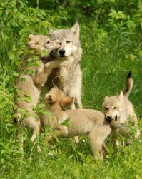 Очаровательные семейные портреты животных