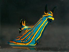 Самые яркие обитатели океана