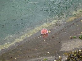 Я печень трески лет 15 уже не ем. После того как в первый раз потрошил собственноручно пойманную трещину.  Там на печени почти в каждой рыбине тонкие белые червячки длиной сантиметров 5. Снимаешь их, на газету бросаешь, они такие как кобра поднимают голову, шевелятся. Бррр. 

П.С. Ёж какой-то махонький.