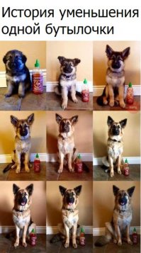 19 фотографий выросших щенков, которые заставят вас буквально прослезиться от умиления