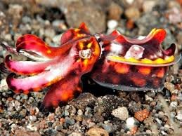 маленькая расписная каракатица