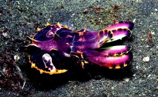 маленькая расписная каракатица