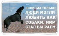 Осиротевший пес каждый день приходит на могилу хозяина