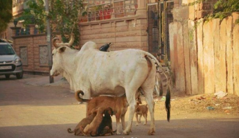 А вот так все сыты.