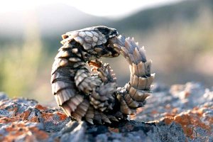 Где какая печень? Да шел бы лучше спать, это ж броненосец, что засолила мать...
А сколько я повидывал, объездил все края, Но чтобы хрущ в консерве был, нигде не видел я))