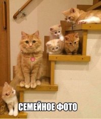 Очаровательные семейные портреты животных