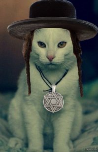 Израильский дворовый кот. Есть только кошерную рыбу. Себя даст погладить только за шекель. Мррррр-Шалом-мррррр;)