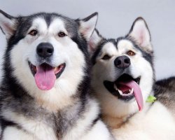 Вот на этих фотках не хаски, а маламут