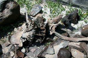 Шестистый мамонт.Примерно 44 000 тому назад. Кусок бивня кило на 15.
Юдиново.
Со дна р. Судость.