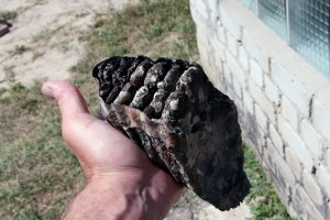 Шестистый мамонт.Примерно 44 000 тому назад. Кусок бивня кило на 15.
Юдиново.
Со дна р. Судость.