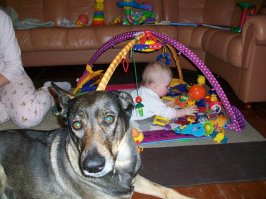 Оставляй себе. Вот я тоже сомневался. Жуткого вида была псина. Я когда с ней первый раз приехал в клинику, от меня люди шарахались. Худая до состояния мумии, хвост сломан, лапа сломана, таз сломан, куска шкуры с одной сиськой нет.
Короче вылечили, что могли, откормили и получили офигенно умную зверюгу. Скажем утром жена клала ребенка на пол и уходила делать домашние дела. Чучундра ( это её имя) заботилась о дочке, играла с ней, учила ползать. И так часа 2 могло продолжаться. Никакой няньки не надо. Шас правда она от старости улетела на облака, но дети до сих пор ей туда рисунки и письма отсылают на воздушных шариках.
Да у меня сейчас 2 неглупые собаки. Но они просто собаки, а Чучундра была уникальной.