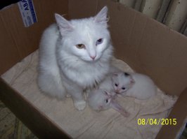 Очаровательные семейные портреты животных