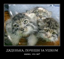 10 классных диких кошек, о которых мало кто знает