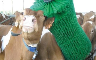 Такие чесалки есть в любом, уважающим себя, коровнике.