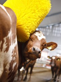 Такие чесалки есть в любом, уважающим себя, коровнике.