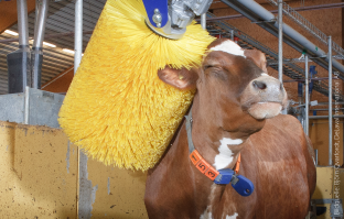 Такие чесалки есть в любом, уважающим себя, коровнике.