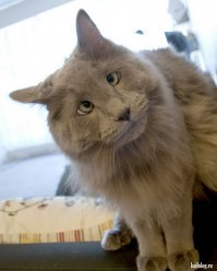 Картинки которые подымут Вам настроение