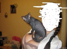 Картинки которые подымут Вам настроение
