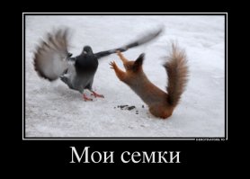 Эпическая схватка двух белок