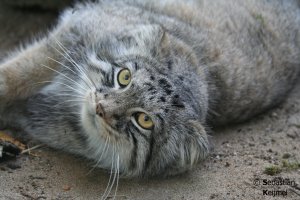 Неправда, Всепушистейшего я еще вчера запостила. 
Но манулов много не бывает, поэтому вот еще манул.