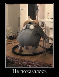 Сразу видно-в доме нет кота!