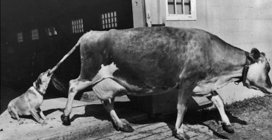 Корова помогает забуксовавшей собаке