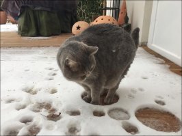 А кот не дурак))) Далеко пойдёт.