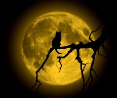 Спасаем кошку