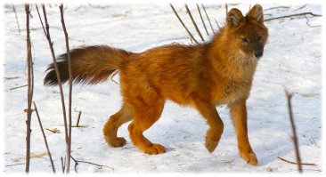 Красный волк.