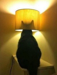 Как я троллил коллекторов