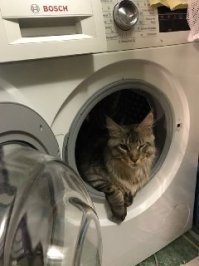  10 настолько злых животных, что они сейчас цапнут тебя зубами через экран