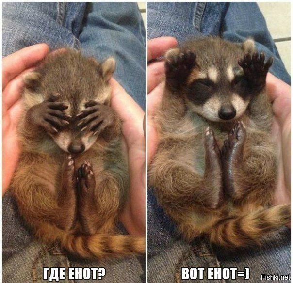 Немного мимимишности
