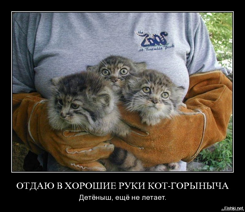 Немного мимимишности