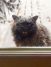  10 настолько злых животных, что они сейчас цапнут тебя зубами через экран