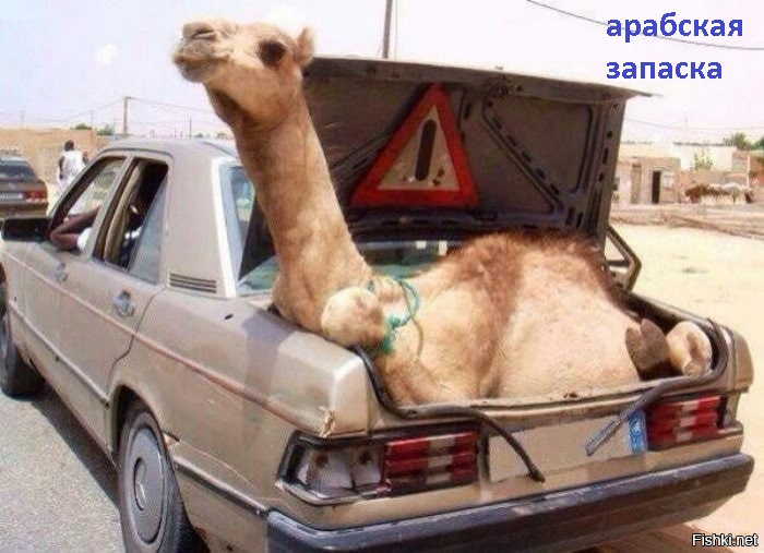 Подборка смешных фотографии