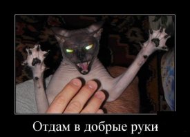 10 классных диких кошек, о которых мало кто знает