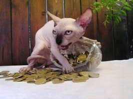 10 классных диких кошек, о которых мало кто знает