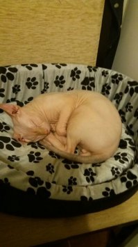 А наш лысяш милый...