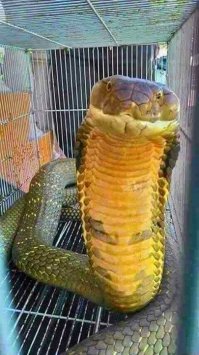 Собаки спасли свою хозяйку от королевской кобры