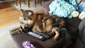 Мой толстопуз весит 10 кило и длина 50 см без учёта хвоста. Ласковее кота никогда не всречала.