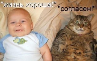 Кошки и собаки. Подборка смешных фотографий