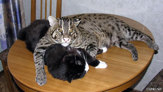 виверровая кошка - много писали про семью, что держит такого котэ)