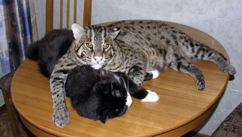 виверровая кошка - много писали про семью, что держит такого котэ)